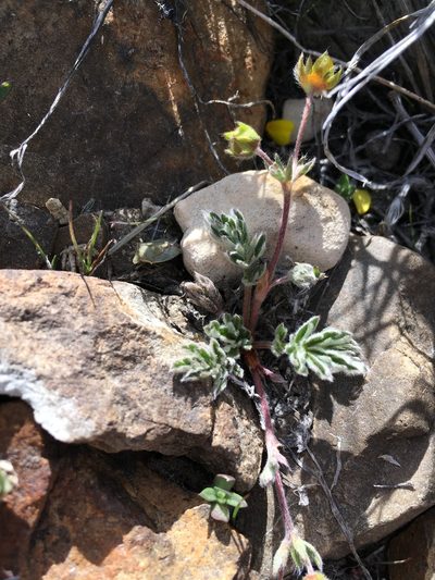 Potentilla morefieldii, photographed by Martin Purdy