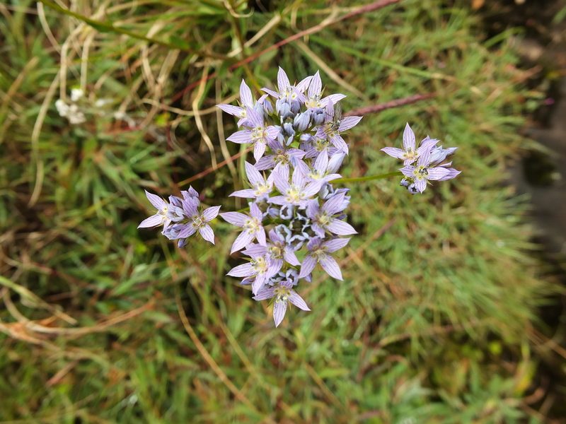 Swertia corymbosa, photographed by Siddarth Machado