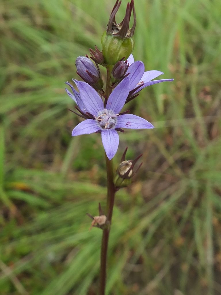 Asyneuma fulgens, photographed by Siddarth Machado