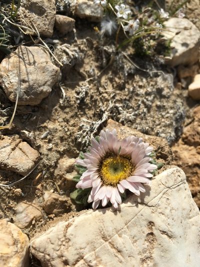 Townsendia condensata, photographed by Martin Purdy