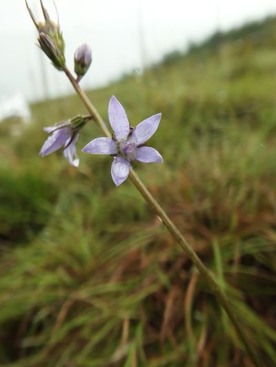 Asyneuma fulgens, photographed by Siddarth Machado