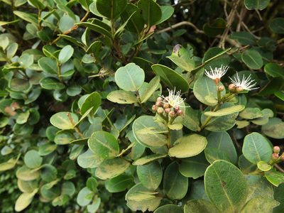 Syzygium calophyllifolium, photographed by Siddarth Machado