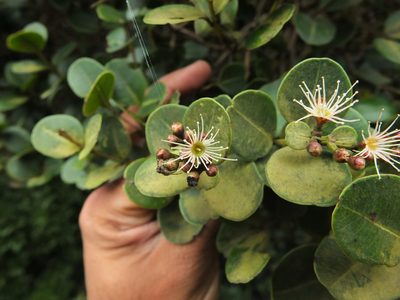 Syzygium calophyllifolium, photographed by Siddarth Machado