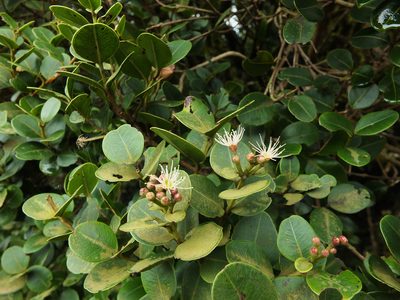 Syzygium calophyllifolium, photographed by Siddarth Machado