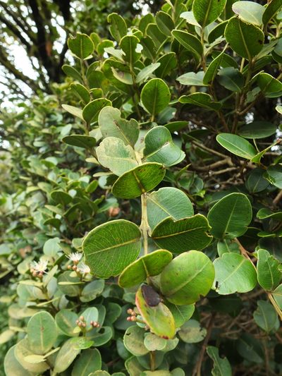 Syzygium calophyllifolium, photographed by Siddarth Machado