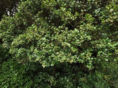Syzygium calophyllifolium, photographed by Siddarth Machado
