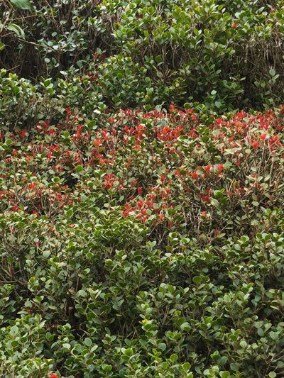 Syzygium calophyllifolium, photographed by Siddarth Machado