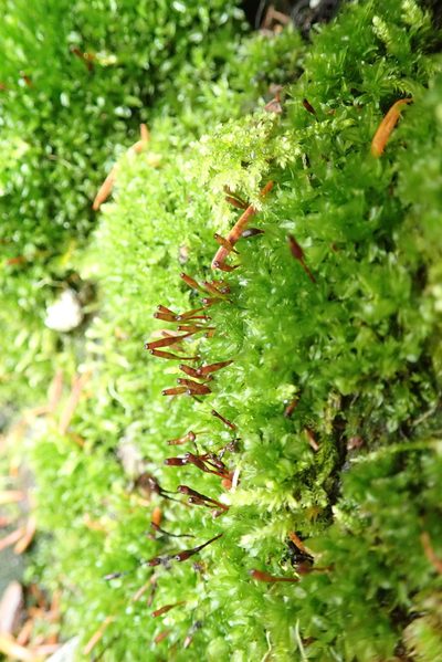 Tayloria serrata, photographed by Randal