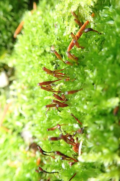 Tayloria serrata, photographed by Randal
