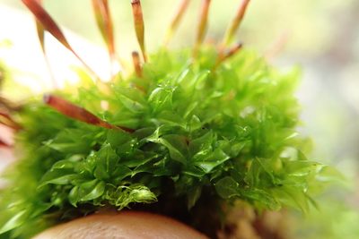 Tayloria serrata, photographed by Randal