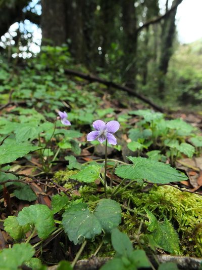 Viola pilosa, photographed by Siddarth Machado