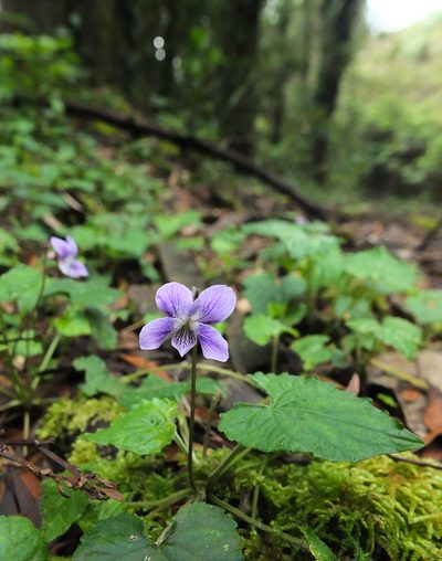Viola pilosa, photographed by Siddarth Machado