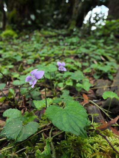 Viola pilosa, photographed by Siddarth Machado