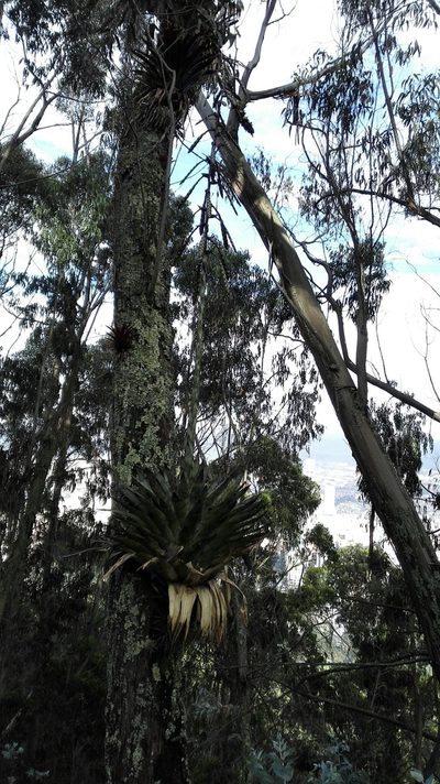 Tillandsia francisci, photographed by Karen Soacha