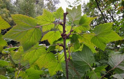 Ribes biebersteinii, photographed by Kristof Zyskowski
