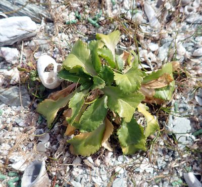 Lepidium rekohuense, photographed by Peter de Lange