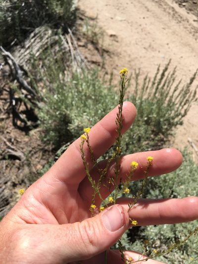 Descurainia californica, photographed by Martin Purdy
