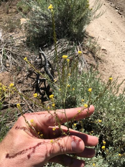 Descurainia californica, photographed by Martin Purdy