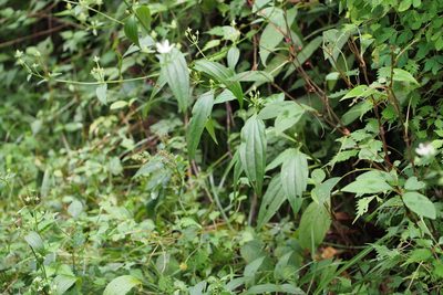 Swertia bimaculata, photographed by harum.koh