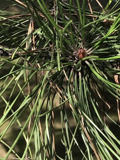 Pinus tabuliformis, photographed by acaciajoe