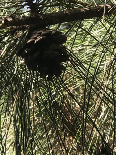 Pinus tabuliformis, photographed by acaciajoe