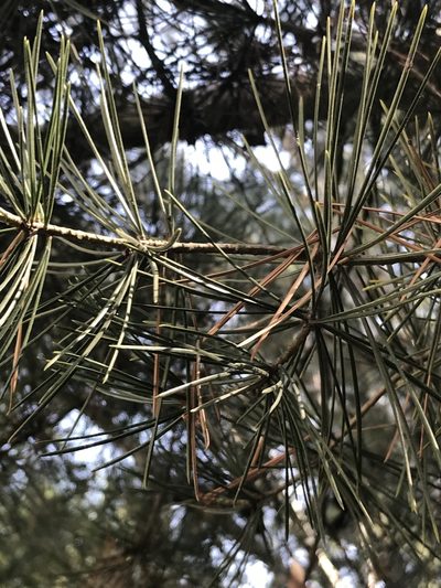Pinus bungeana, photographed by acaciajoe