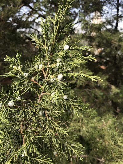 Juniperus chinensis, photographed by acaciajoe