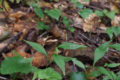 Polygonum posumbu, photographed by harum.koh