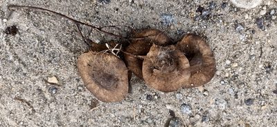 Pterocarpus indicus, photographed by Ong Jyh Seng