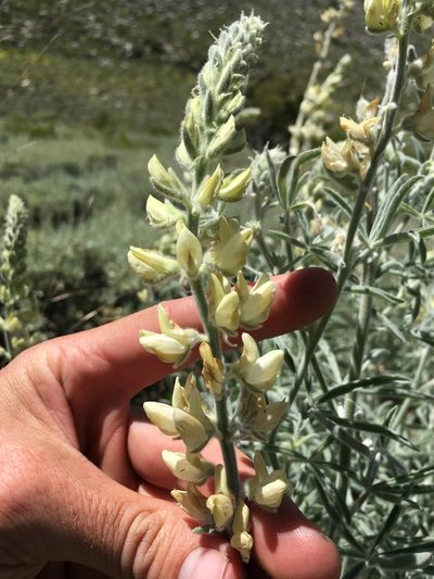Lupinus padre-crowleyi, photographed by Martin Purdy