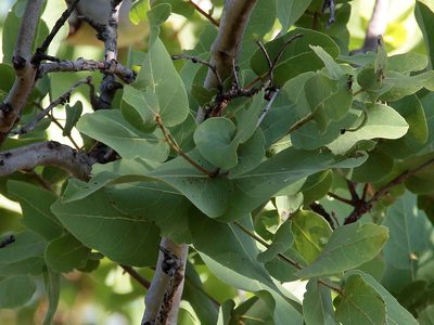 Corymbia confertiflora, photographed by Graham Winterflood