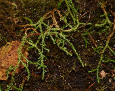 Selaginella oregana, photographed by zookanthos