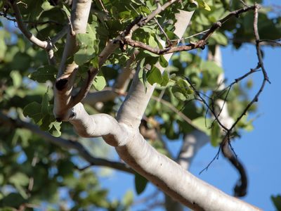 Corymbia confertiflora, photographed by Graham Winterflood