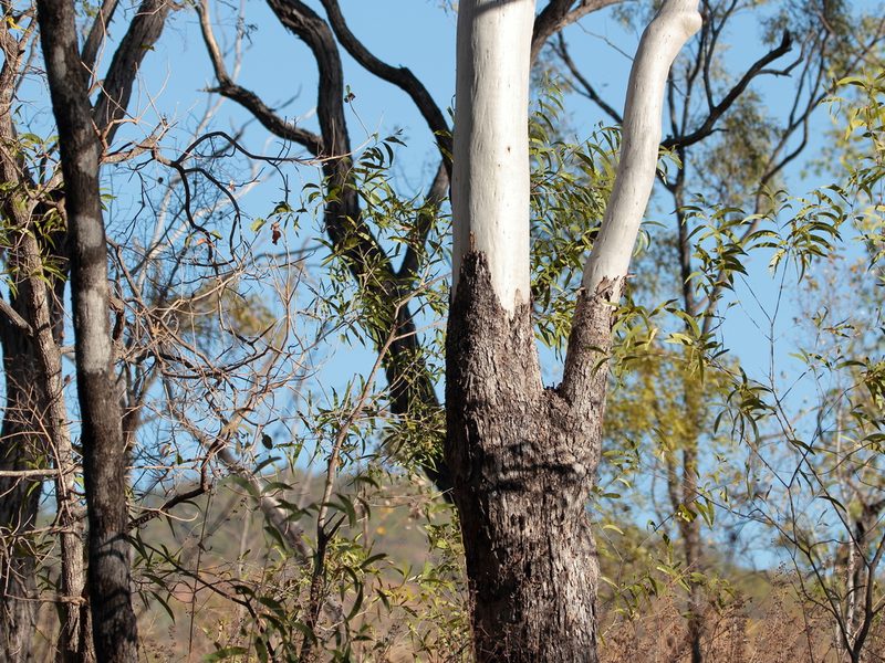 Corymbia confertiflora, photographed by Graham Winterflood