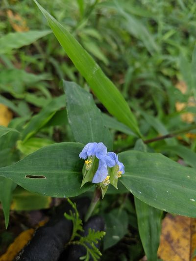 Commelina paludosa, photographed by Cheng-Te Hsu