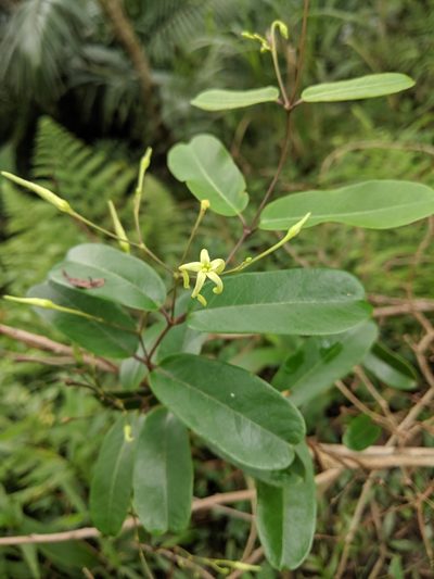 Cryptolepis sinensis, photographed by Cheng-Te Hsu