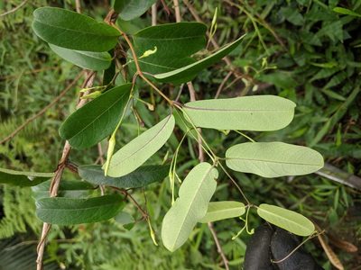 Cryptolepis sinensis, photographed by Cheng-Te Hsu