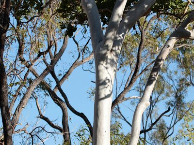 Corymbia confertiflora, photographed by Graham Winterflood