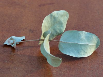 Corymbia confertiflora, photographed by Graham Winterflood