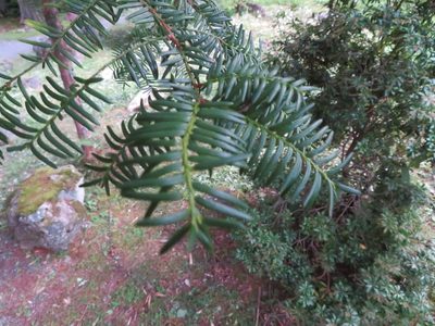 Taxus cuspidata, photographed by Marco Mussita