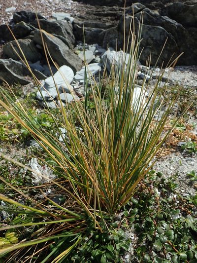 Puccinellia walkeri, photographed by Peter de Lange