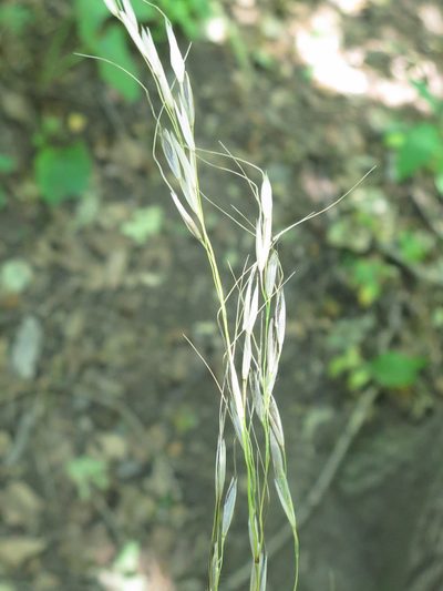 Achnatherum pekinense, photographed by Repina Tatyana