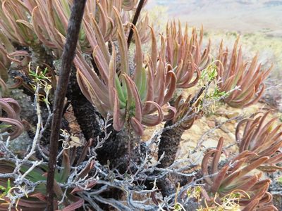 Tylecodon wallichii, photographed by linkie