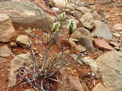 Fingerhuthia africana, photographed by linkie