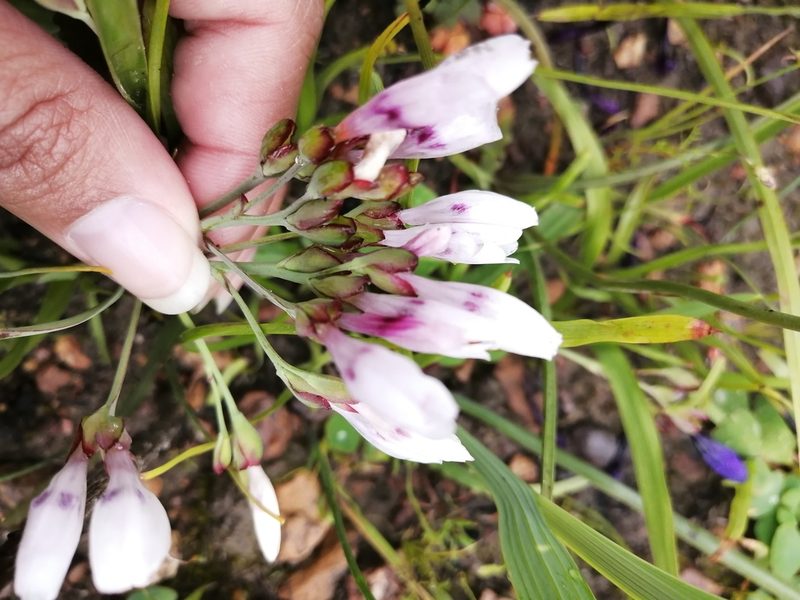 Codonorhiza fastigiata, photographed by sharndreheuvel