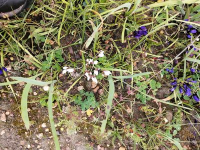 Codonorhiza fastigiata, photographed by sharndreheuvel