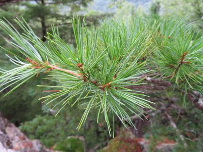 Pinus parviflora, photographed by Marco Mussita