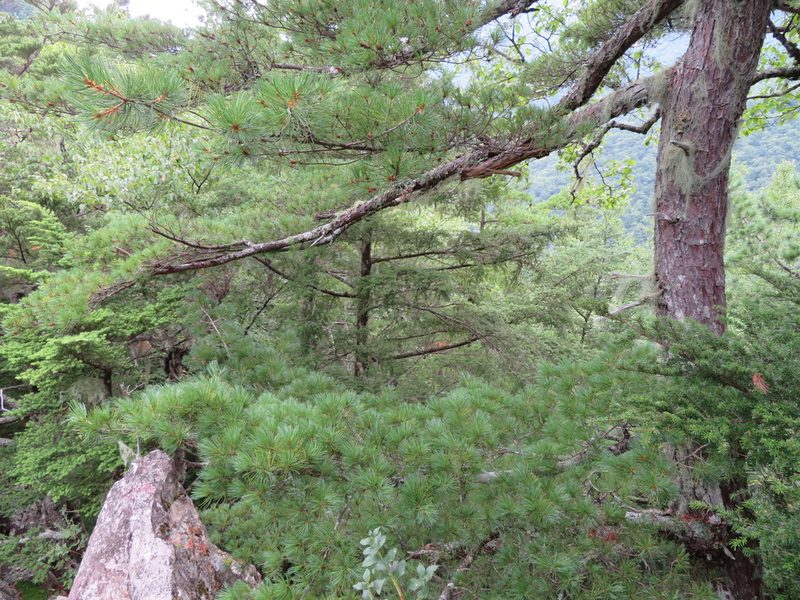 Pinus parviflora, photographed by Marco Mussita