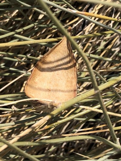 Leptadenia albida, photographed by Dave U