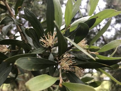 Hakea oleifolia, photographed by Ann Bentley